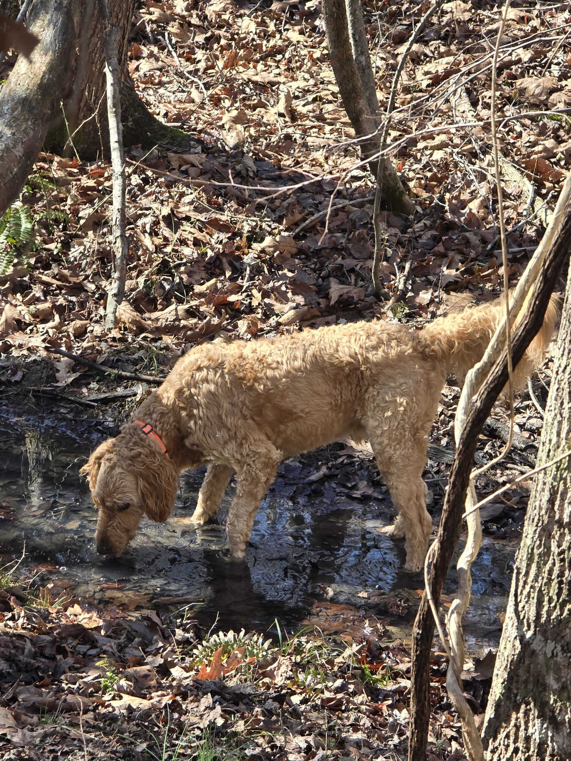 dogs at risk for leptospirosis (2)
