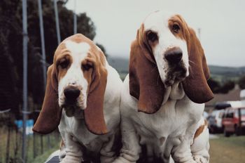 dogs with floppy ears