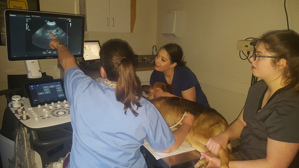 dr king ultrasound