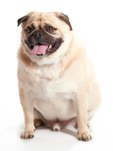 fat dog
