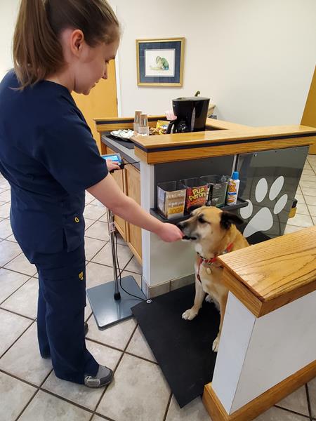 fear free dog scales