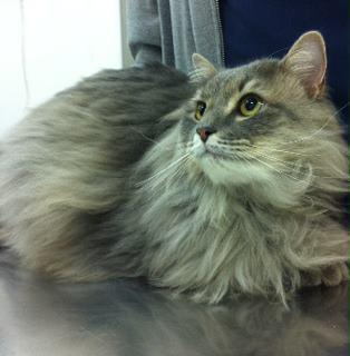 finn the cat