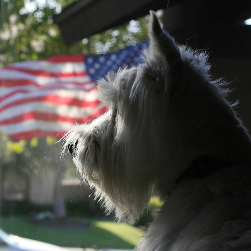 fourth of july and dog