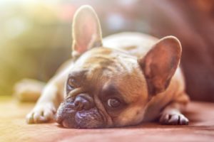 frightened dog