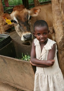 give a cow with heifer international give a cow with heifer international