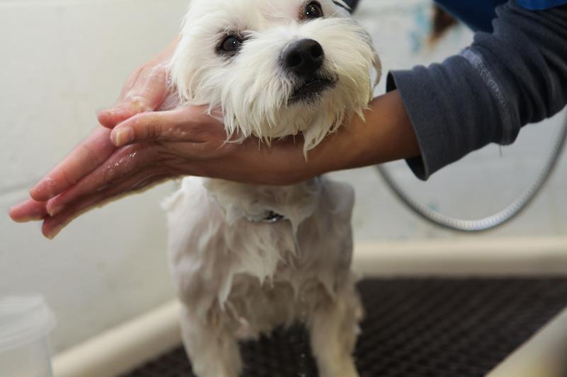 grooming-bathing