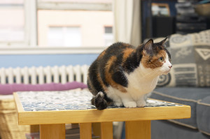 house cat