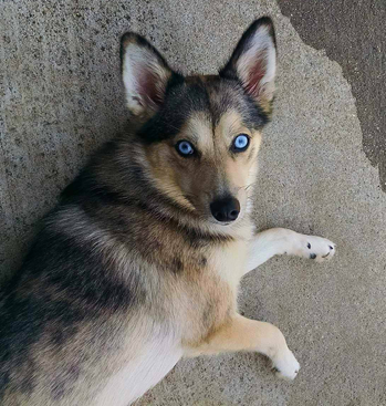 husky playing