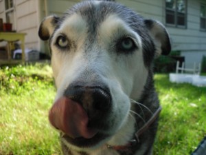 isis pet contest winner