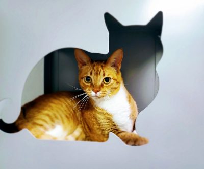 kitty kitty