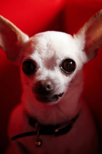 little dogs
