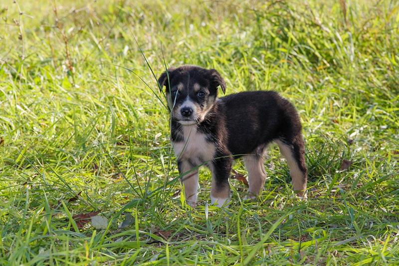 lost puppy