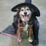 pet contest at town and country