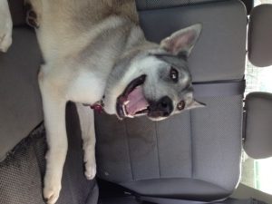 maya in the car