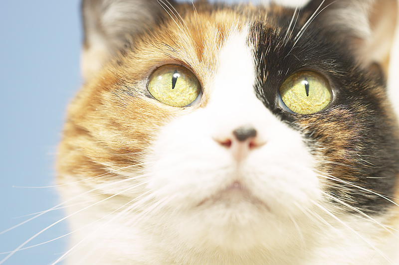 meat loving cat