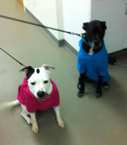 mj and lola dressed for cold weather