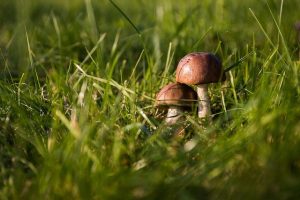 mushrooms
