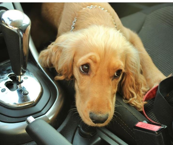 nervous dog in car