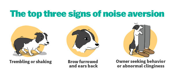 fireworks noise aversion