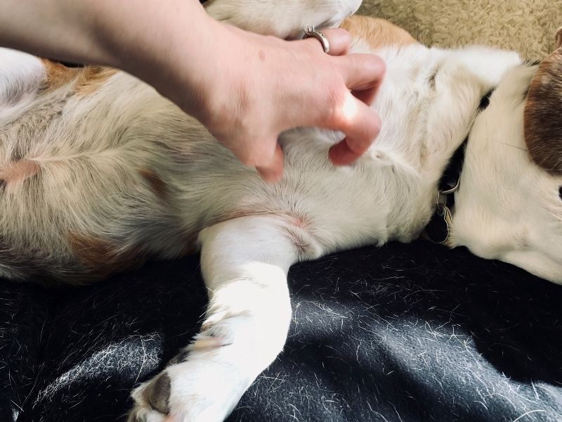 pet allergies