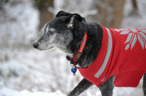 pet exercise in inclement weather
