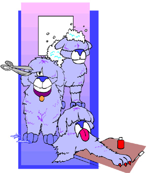 pet grooming