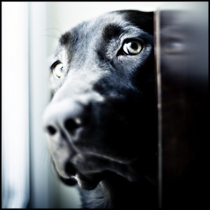 pet separation anxiety