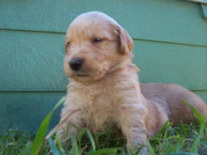 what is parvo 