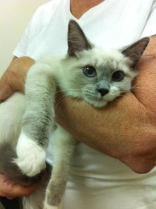 feline resorption