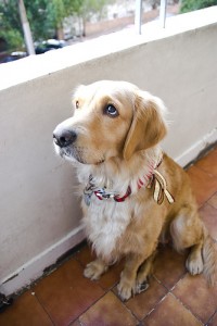 lost rabies tag