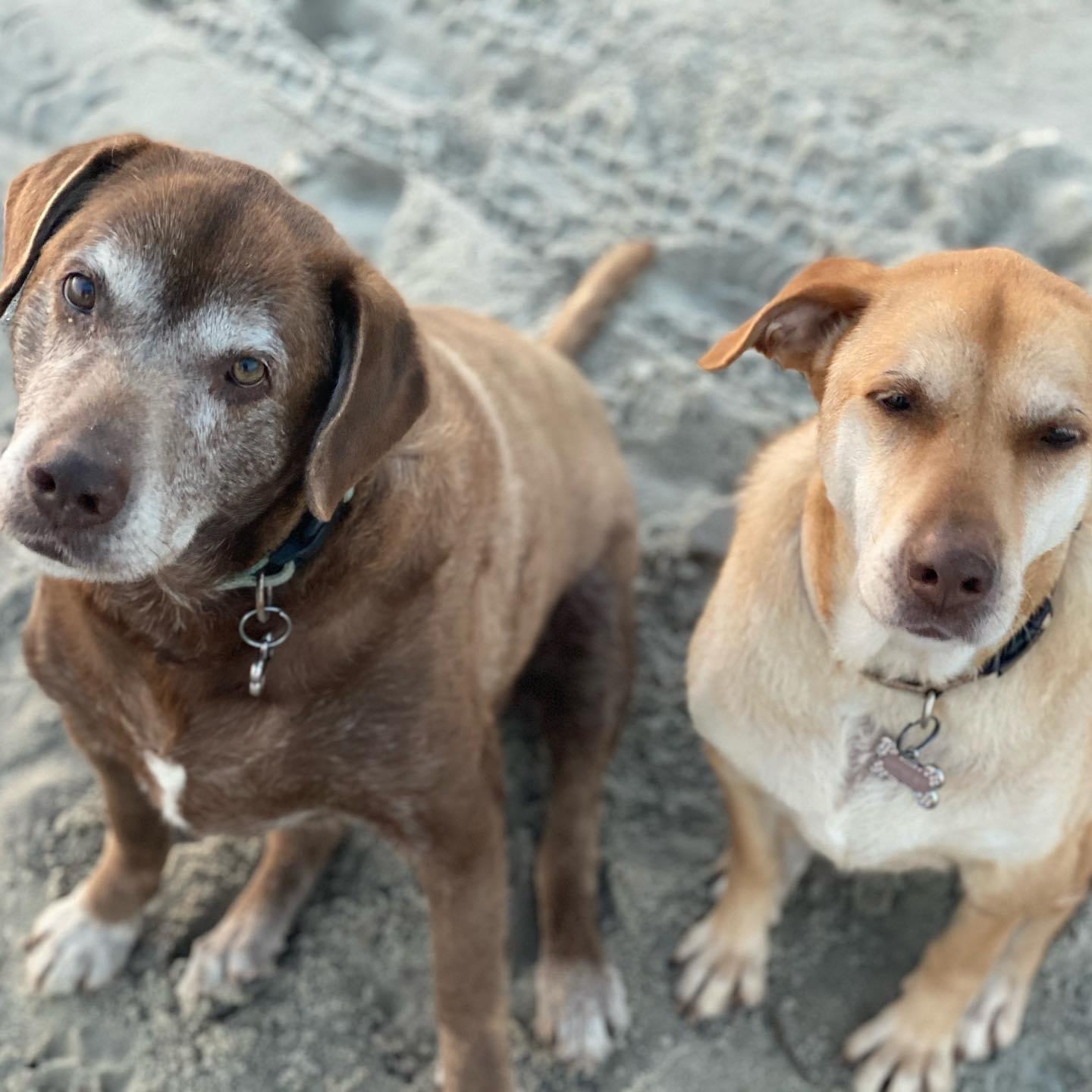 senior dogs