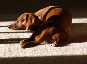 sleeping dog