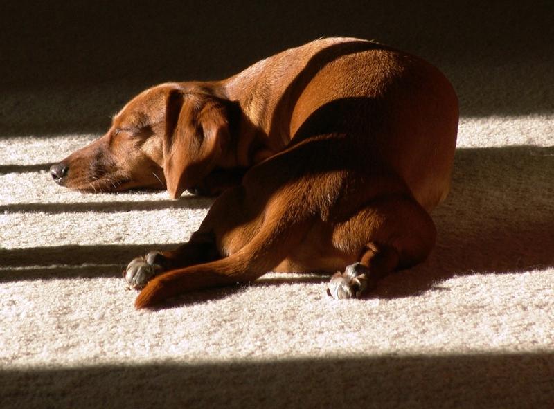 sleeping dog