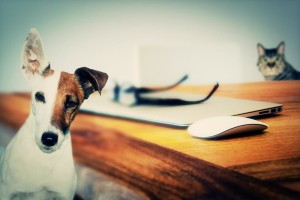 talk to your dog