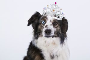 traveling royally with pet