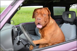 traveling with your pet