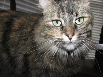 vaccinations for pets