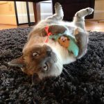 zen catnip