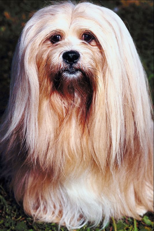 How Different Is A Hairy Dog From A Furry Dog Town N Country